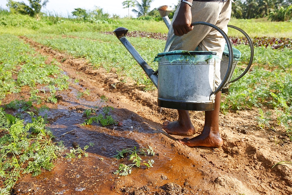 Farmer with watering can, near Lome, Togo, West Africa, Africa