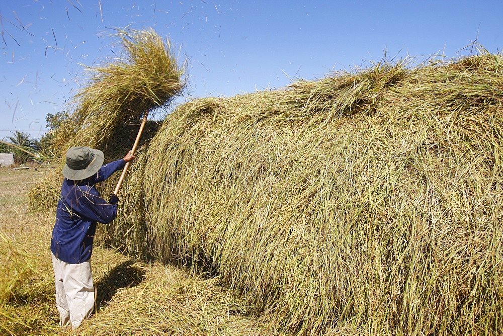 Rice threshing, Mui Ne, Bin Thuan, Vietnam, Indochina, Southeast Asia, Asia