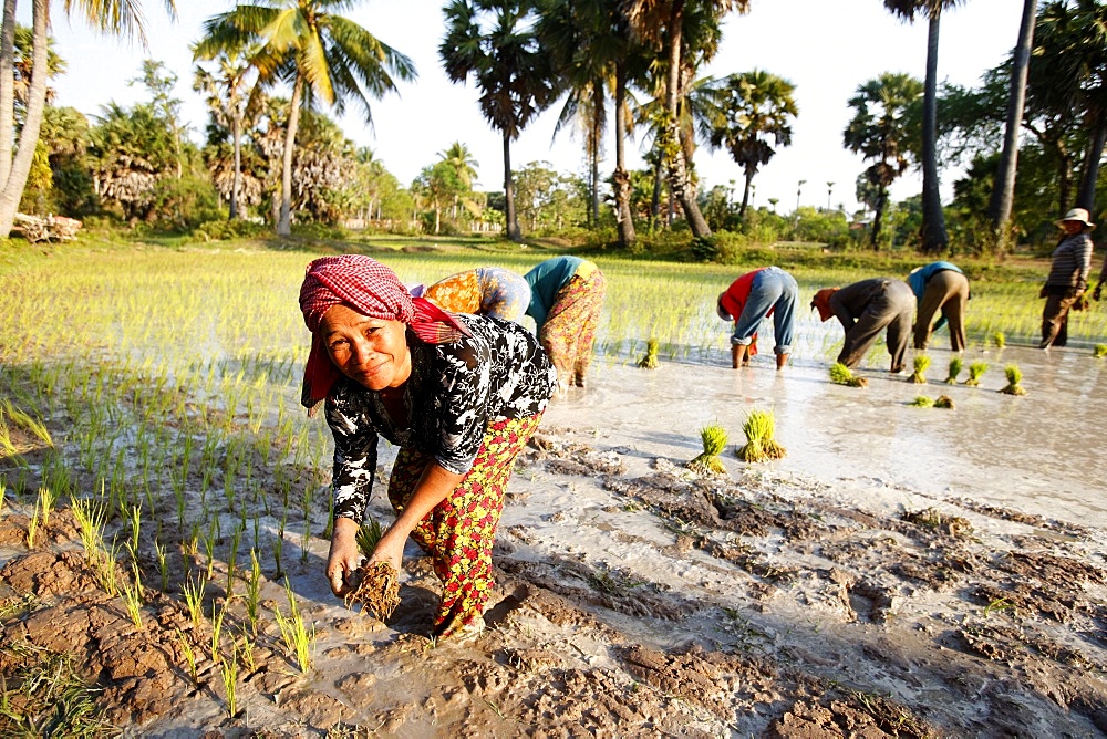 Farmers planting rice, Siem Reap, Cambodia, Indochina, Southeast Asia, Asia