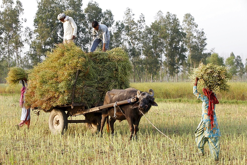 Mustard plant harvest, Haridwar, Uttarakhand, India, Asia