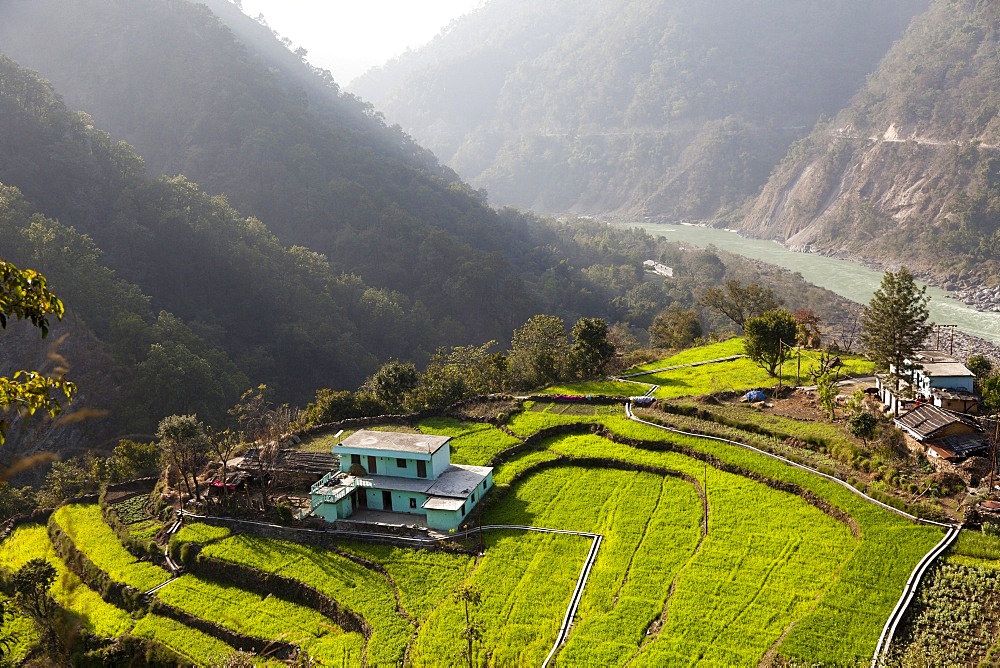 Farm among a green fields close to Rishikesh, Uttarkhand, India, Asia