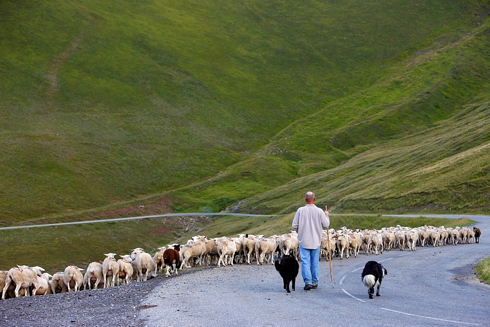 Shepherd in French Alps, La Salette, Isere, France, Europe