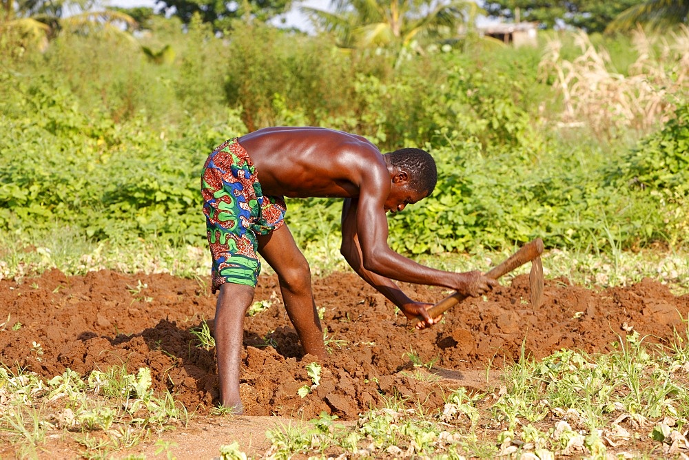 African farmer outside Lome, Togo, West Africa, Africa