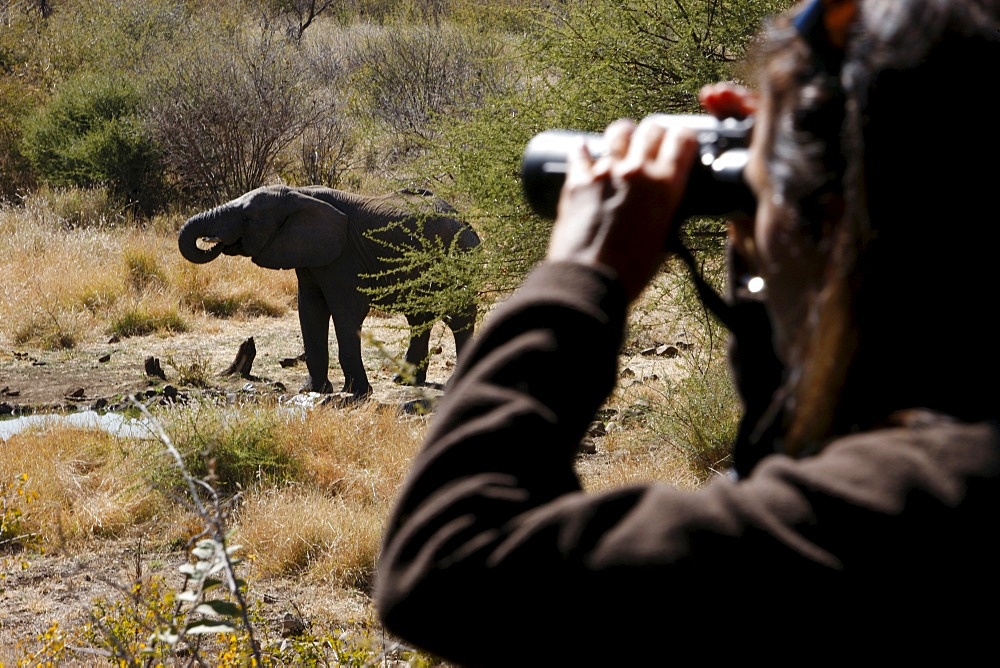 African elephant and tourist on safari, Madikwe game reserve, Madikwe, South Africa, Africa