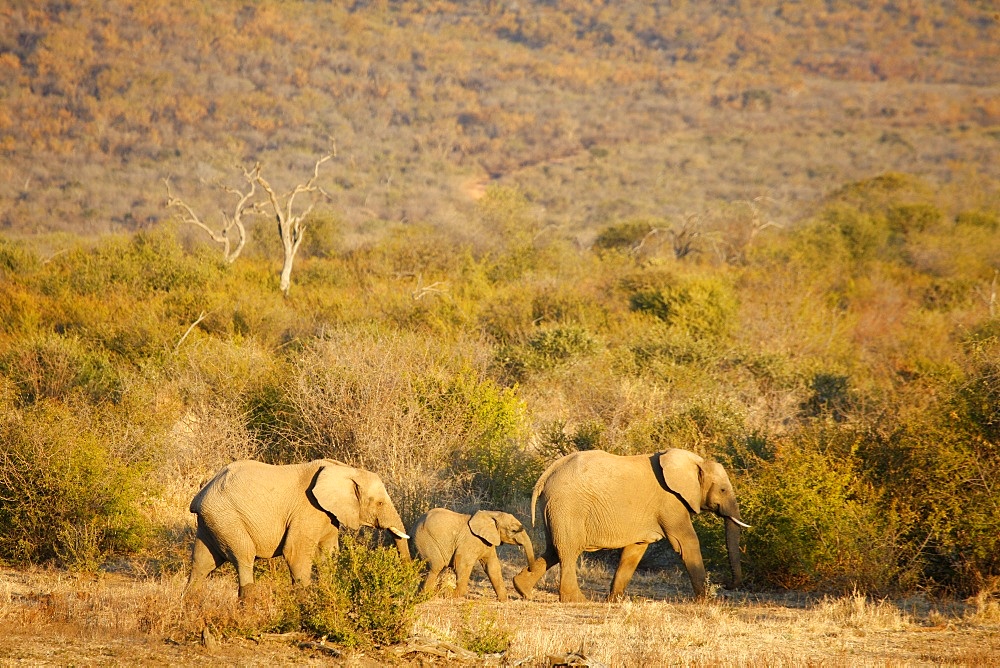 African elephants, Madikwe game reserve, Madikwe, South Africa, Africa