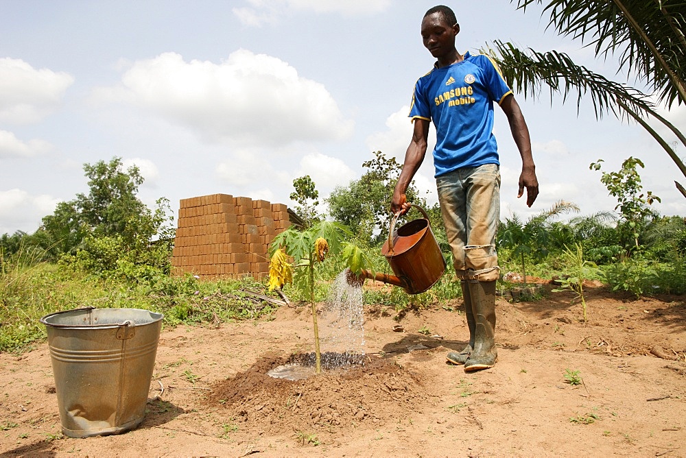 Man watering plants, Tori, Benin, West Africa, Africa