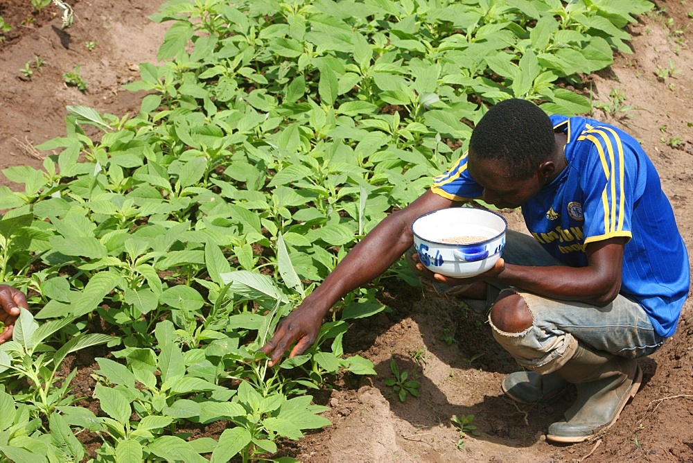 Man tending a vegetable garden, Tori, Benin, West Africa, Africa