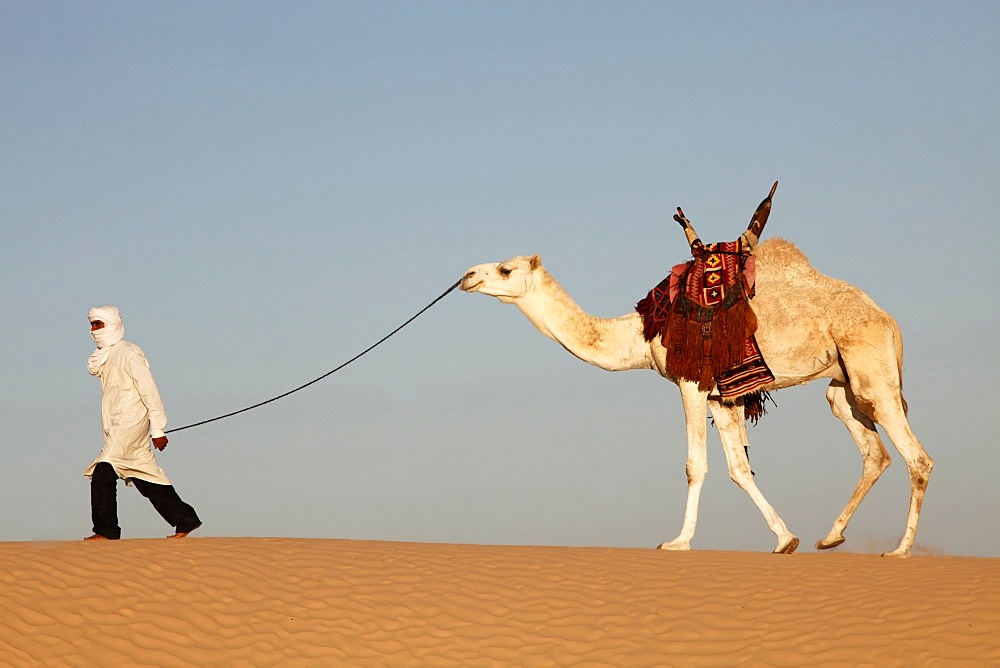 Camel driver in the Sahara desert, near Douz, Kebili, Tunisia, North Africa, Africa