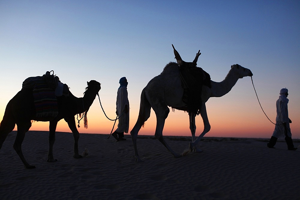 Camel drivers at dusk in the Sahara desert, near Douz, Kebili, Tunisia, North Africa, Africa