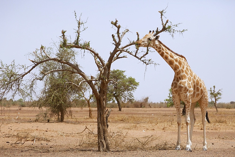 Giraffe in the park of Koure, 60 km east of Niamey, one of the last giraffes in West Africa after the drought of the seventies, they remain under the threat of deforestation, Niger, West Africa, Africa