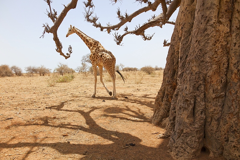 Giraffe in the park of Koure, 60 km east of Niamey, one of the last giraffes in West Africa after the drought of the seventies, they remain under the threat of deforestation, Niger, West Africa, Africa