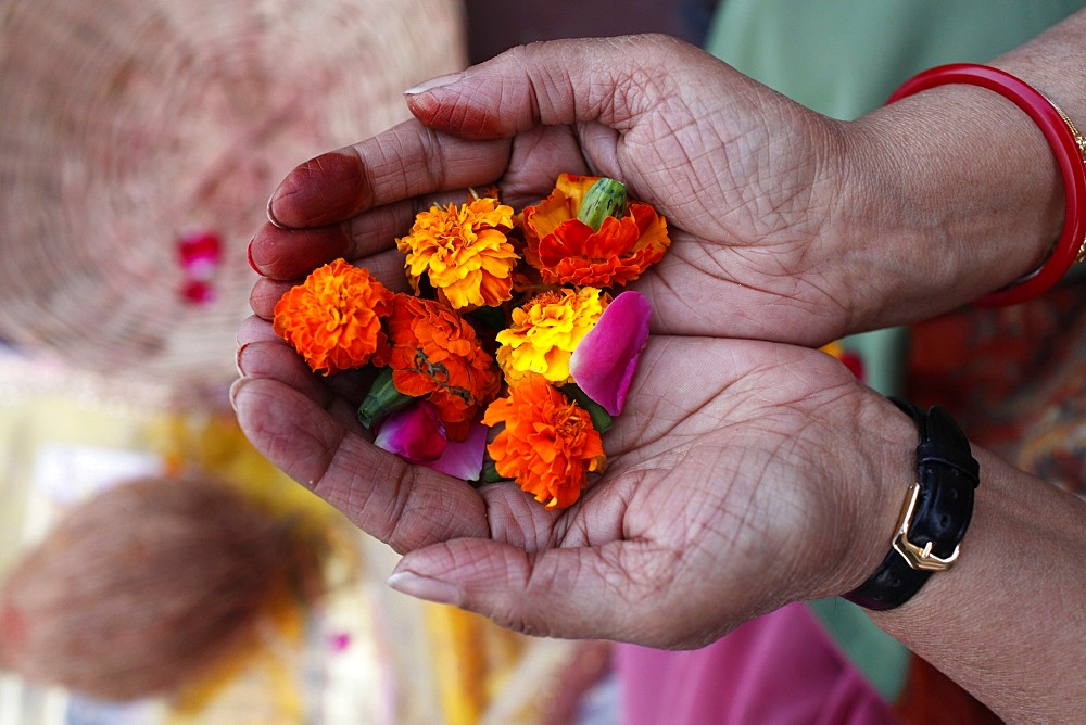 Flower offering during Hindu prayer, Mathura, Uttar Pradesh, India, Asia