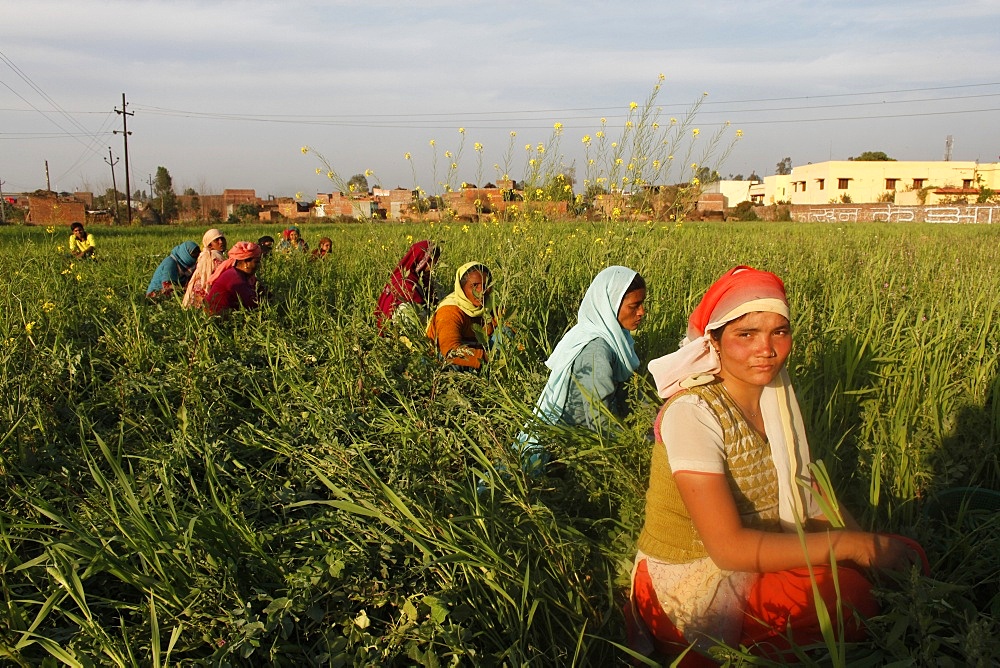 Women harvesting beans, Uttar Pradesh, India, Asia