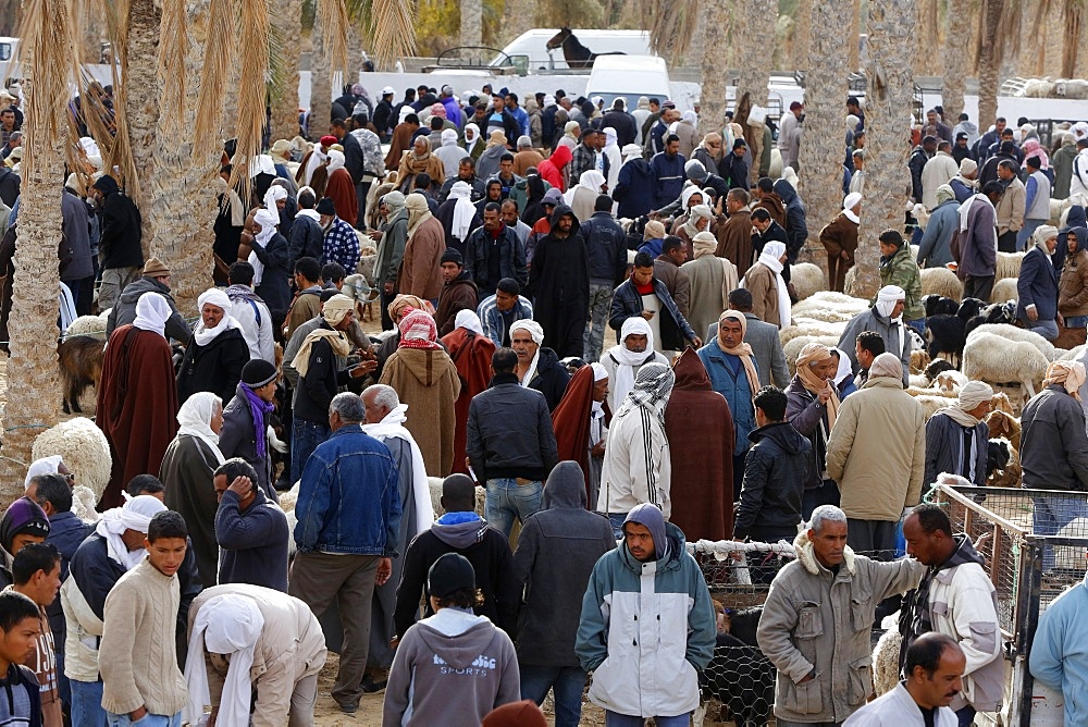 Weekly cattle market in Douz, southern Tunisia, North Africa, Africa