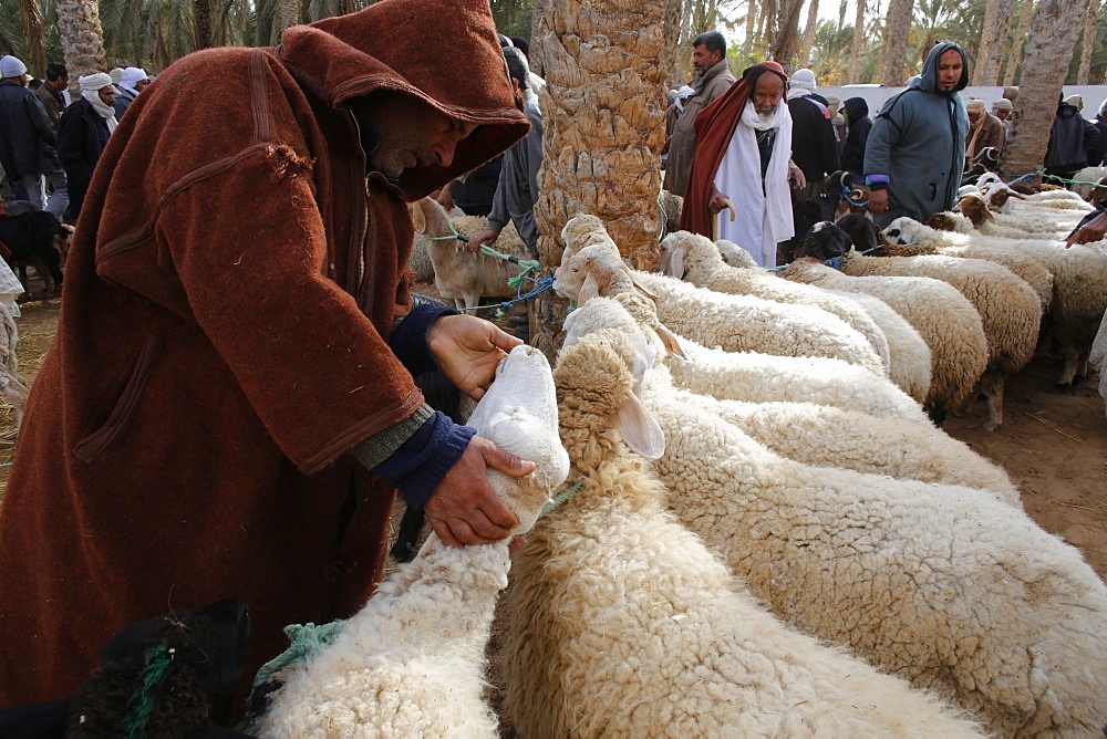 Weekly cattle market in Douz, southern Tunisia, North Africa, Africa