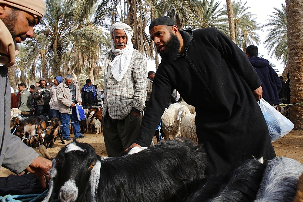 Weekly cattle market in Douz, southern Tunisia, North Africa, Africa