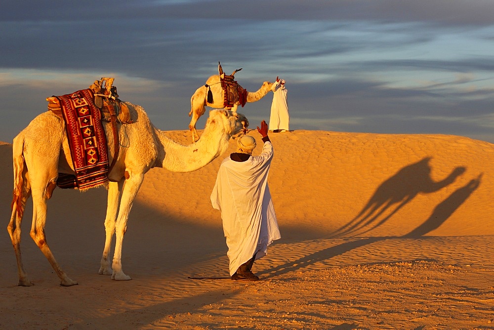 Camel drivers meeting in the Sahara, Douz, Kebili, Tunisia, North Africa, Africa