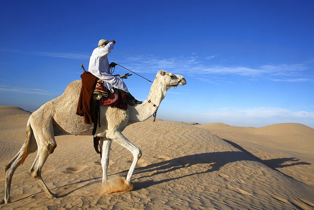 Dromedary rider in the Sahara, Douz, Kebili, Tunisia, North Africa, Africa