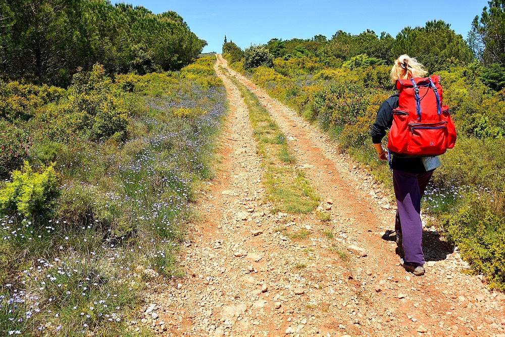 Pilgrim walking on St. James's Way, St. Guilhem le Desert, Herault, Languedoc, France, Europe