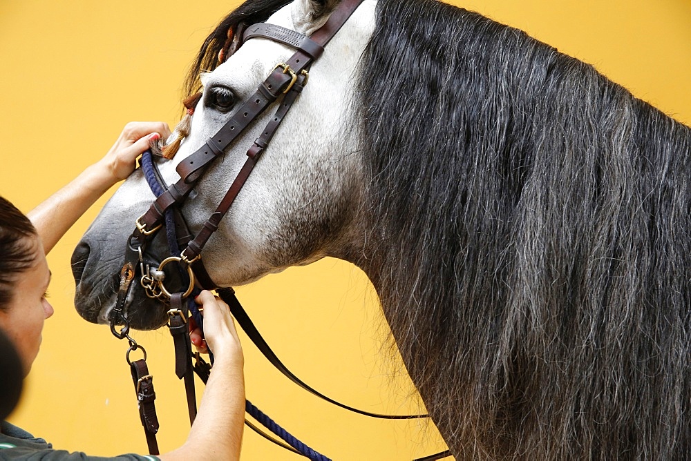 Preparing a horse to be ridden at the Royal Andalusian School of Equestrian Art, Jerez, Andalucia, Spain, Europe