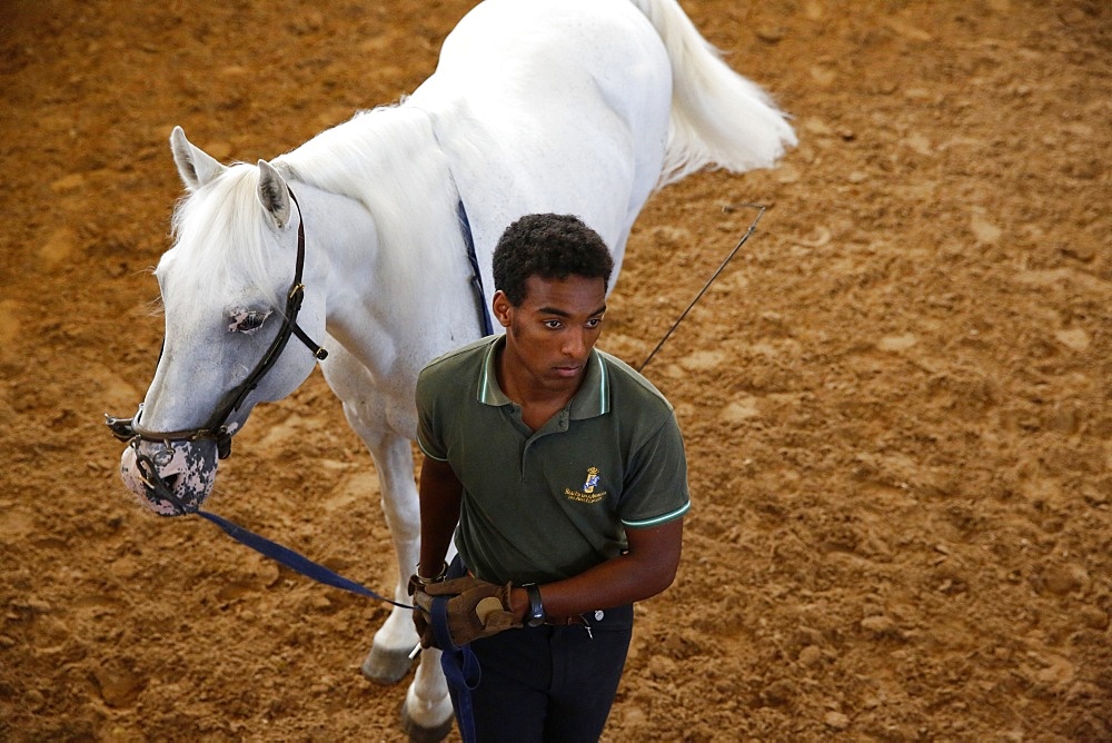 Man training a white horse at the Royal Andalusian School of Equestrian Art, Jerez, Andalucia, Spain, Europe