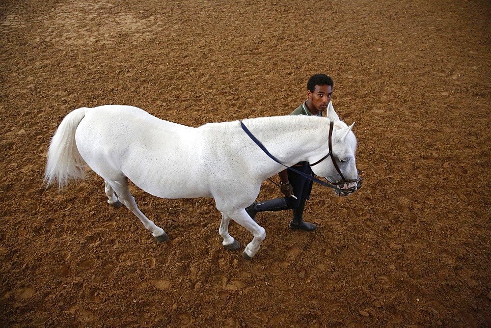 Man training a white horse at the Royal Andalusian School of Equestrian Art, Jerez, Andalucia, Spain, Europe