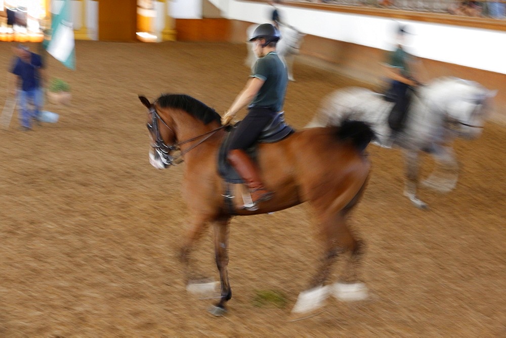 The Royal Andalusian School of Equestrian Art training, Jerez, Andalucia, Spain, Europe