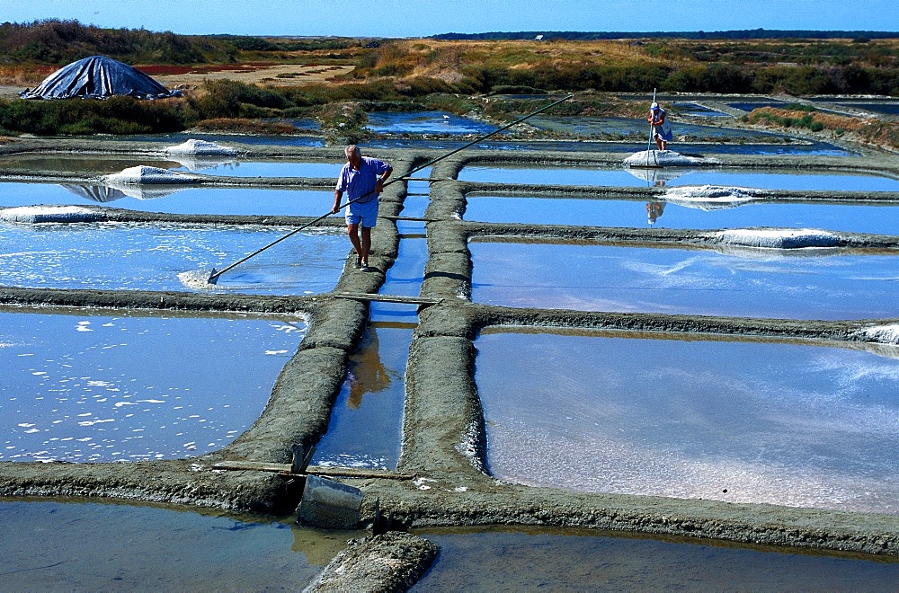 Salt marshes of Guerande, Loire Atlantique, France, Europe