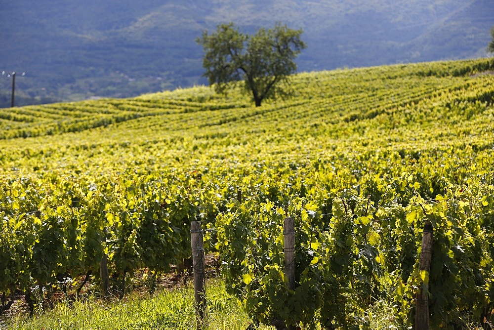 Chignin vineyard in Savoie, France, Europe