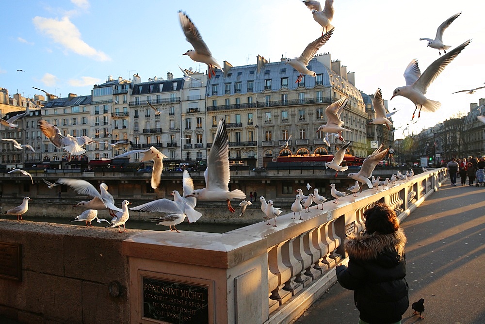 Child feeding gulls on St. Michel's Bridge, Paris, France, Europe