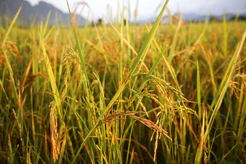 Close up of rice growing in a paddy field, Van Vieng, Vientiane Province, Laos, Indochina, Southeast Asia, Asia