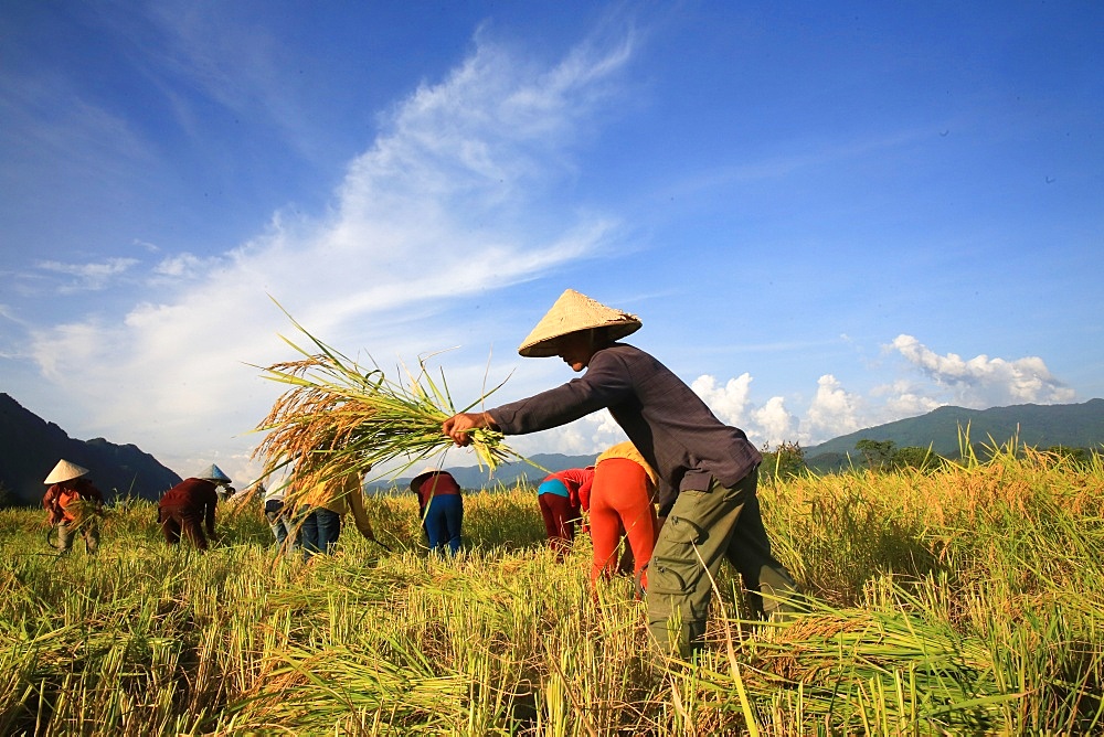 Farmers working in rice fields in rural landscape, Laos, Indochina, Southeast Asia, Asia