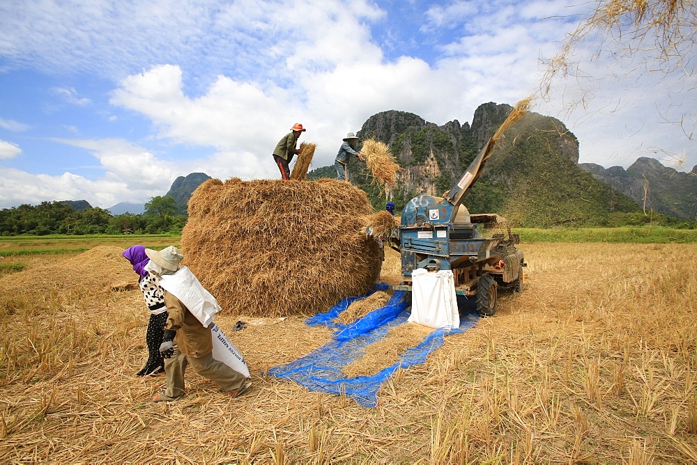 Rice field, Lao farmers harvesting rice in rural landscape, Laos, Indochina, Southeast Asia, Asia