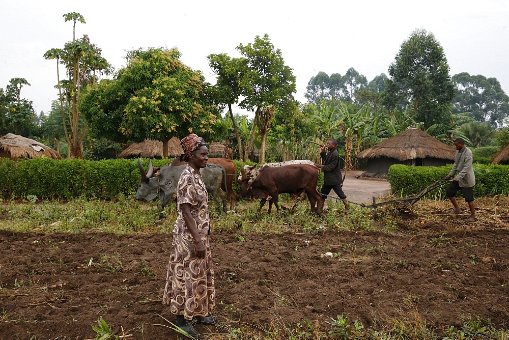 Symphoroza Bujune bought oxen with a 500000 UGS group loan from Kolping Uganda Society, Uganda, Africa