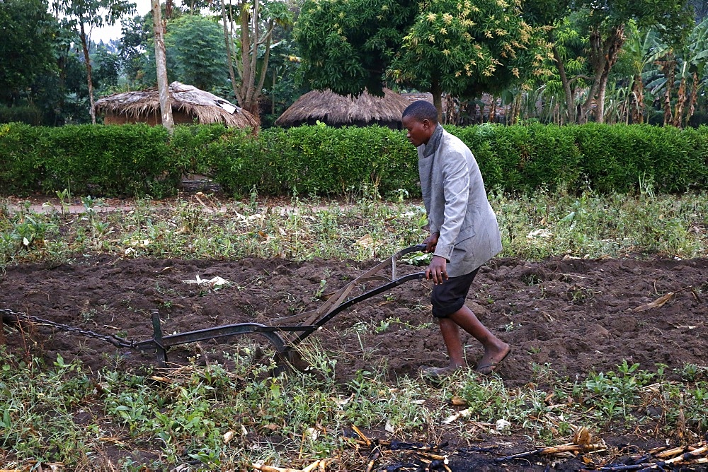 Ploughing, Kigumba, Uganda, Africa