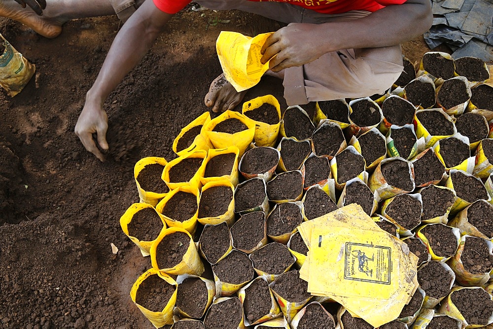 Innocent Mbabazi runs a tree nursery, Masindi, Uganda, Africa