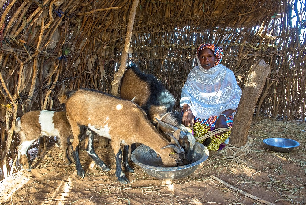 Peul goat herder, Senegal, West Africa, Africa