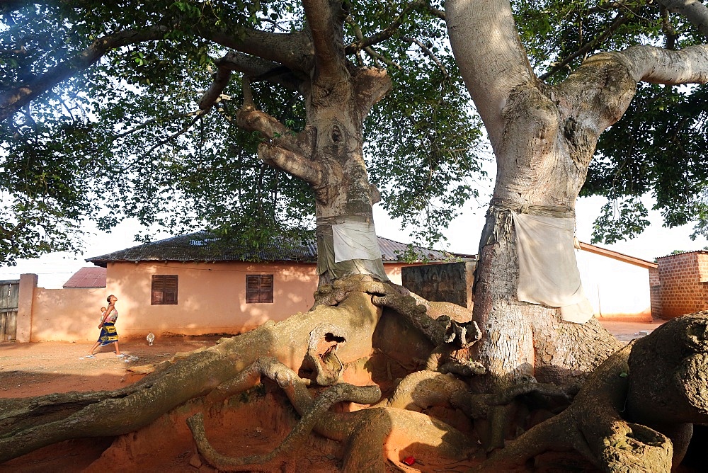 Voodoo sacred tree, Togoville, Togo, West Africa, Africa