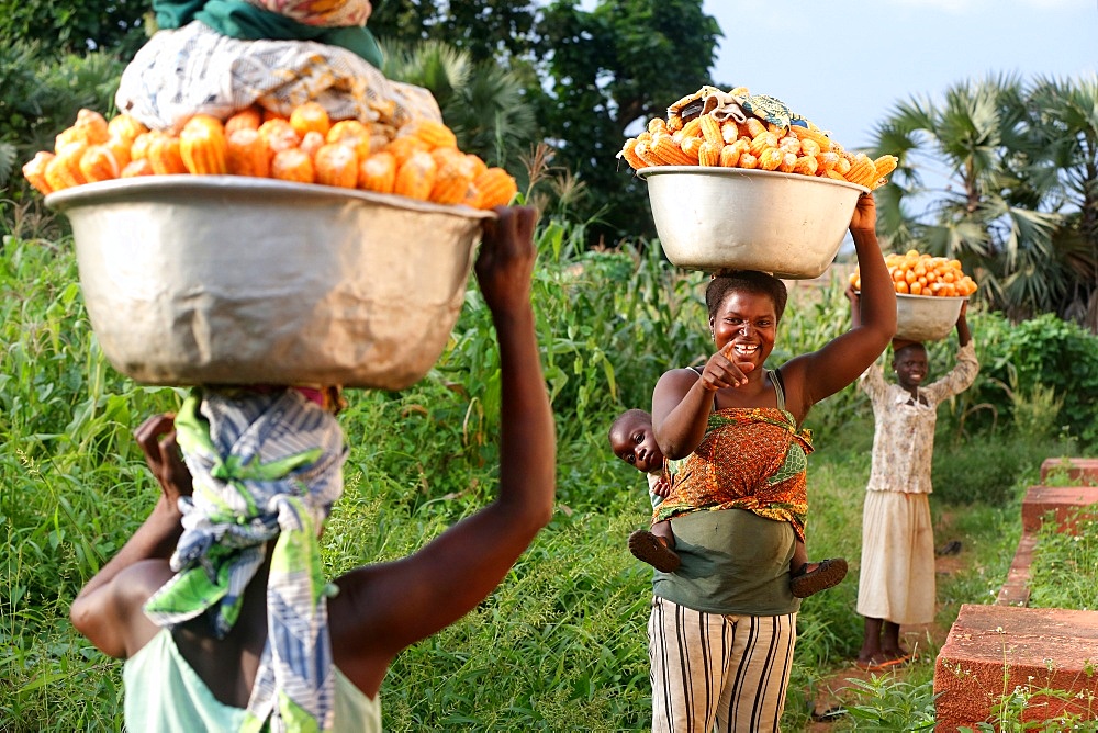 Women carrying platter with corn on head, Sotouboua, Togo, West Africa, Africa