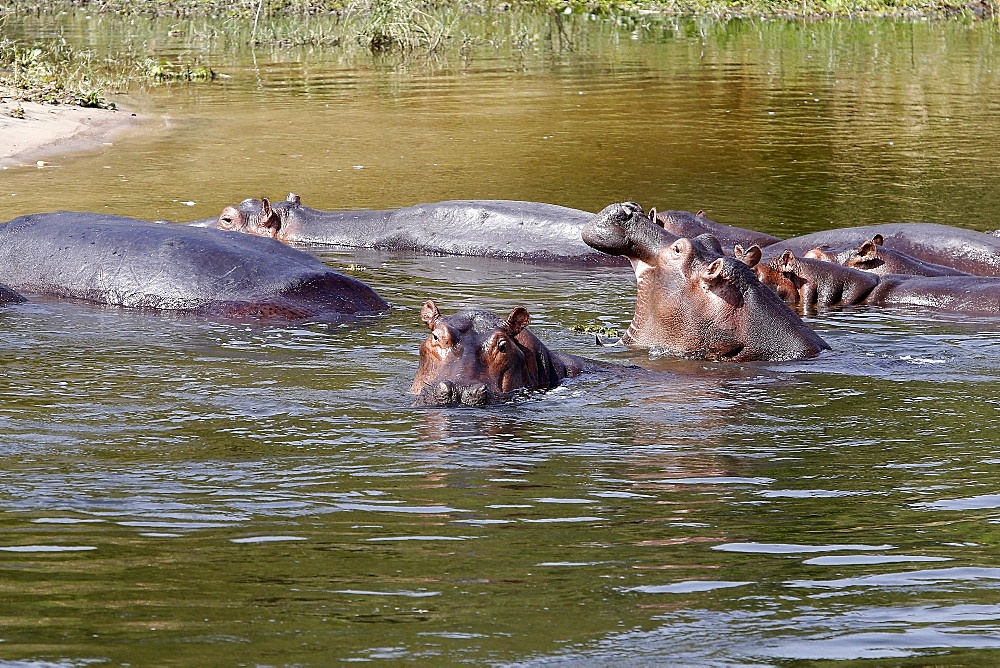 Hippopotamuses in the Nile River, Uganda, Africa