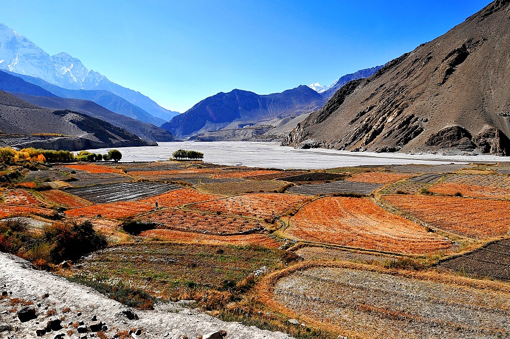 Terraced barley fields near Kagbeni, Mustang, Nepal, Himalayas, Asia