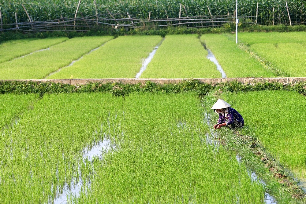 Vietnamese farmer working in her rice field transplanting young rice, Hoi An, Vietnam, Indochina, Southeast Asia, Asia