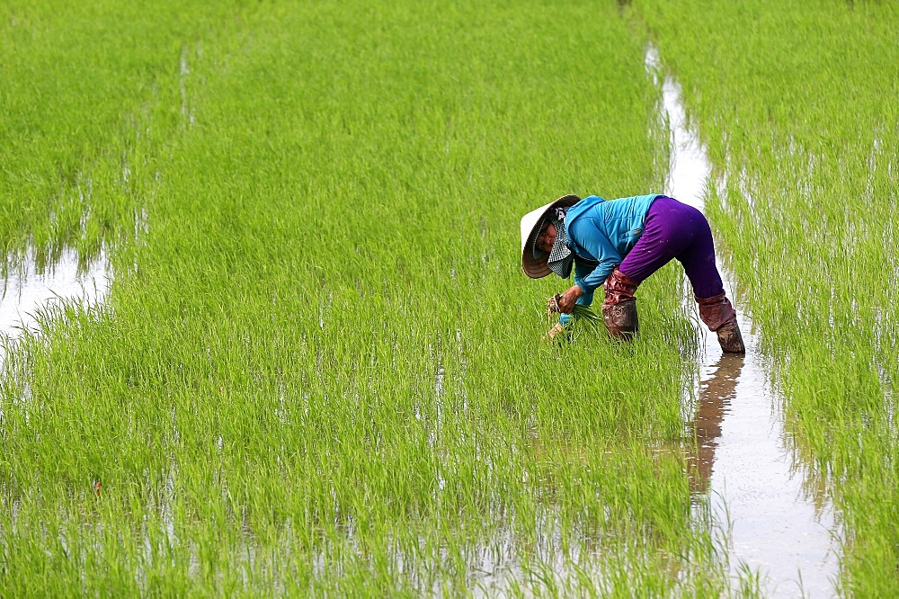 Vietnamese farmer working in her rice field transplanting young rice, Hoi An, Vietnam, Indochina, Southeast Asia, Asia