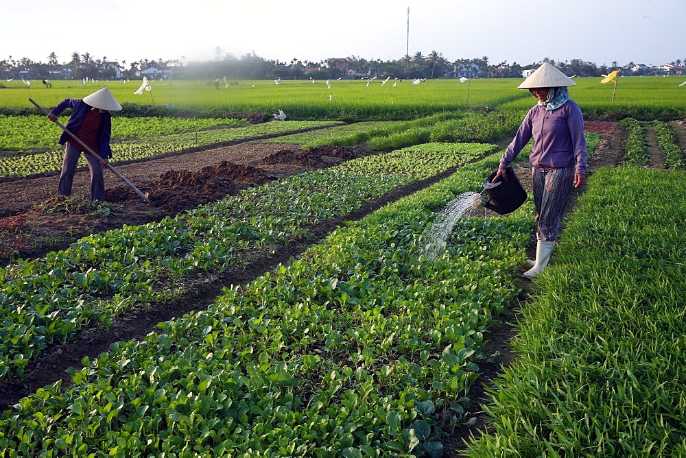 A farmer waters her vegetable farm, Hoi An, Vietnam, Indochina, Southeast Asia, Asia