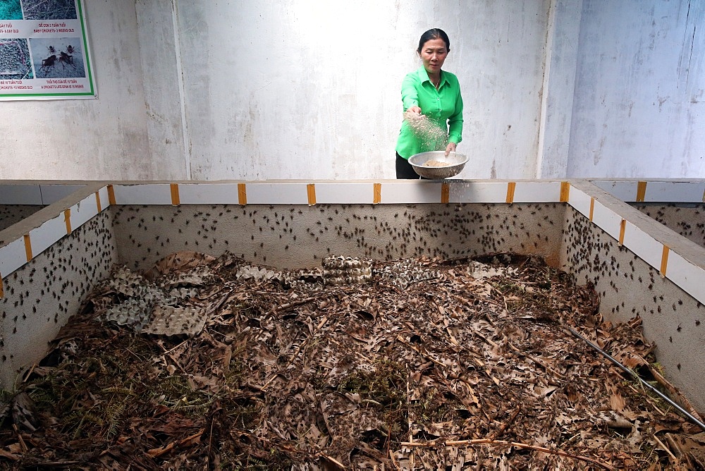 Cricket farm, edible insects, Dalat, Vietnam, Indochina, Southeast Asia, Asia