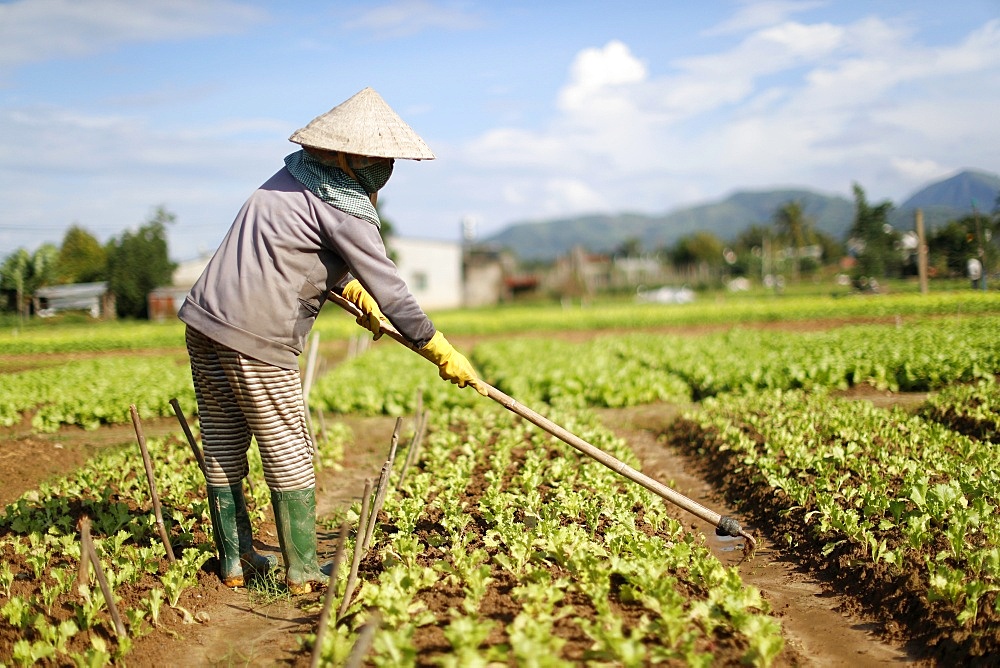 Vietnamese woman working in a lettuce field, Kon Tum, Vietnam, Indochina, Southeast Asia, Asia