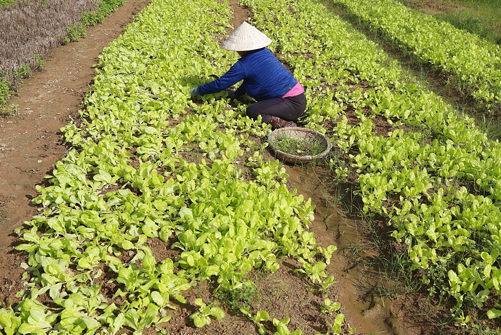 Vietnamese woman working in a lettuce field, Kon Tum, Vietnam, Indochina, Southeast Asia, Asia