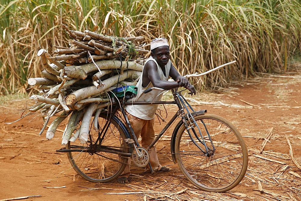 Wood transportation on a bicycle, Uganda, Africa