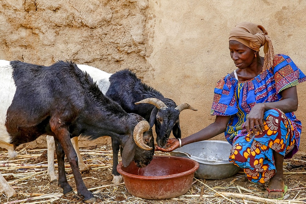 Cattle breeder Animata Guiro, UBTEC NGO in a village near Ouahigouya, Burkina Faso, West Africa, Africa