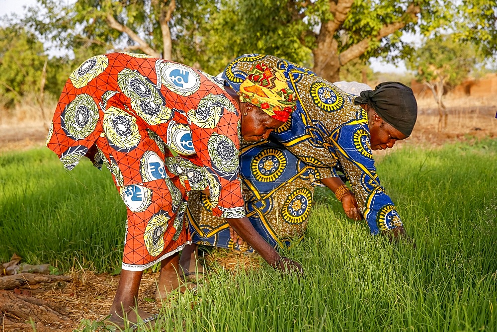 Members of a cooperative at work in a vegetable garden, UBTEC NGO in a village near Ouahigouya, Burkina Faso, West Africa, Africa